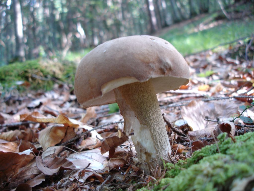 Arrivano i Boletus 09-07-2006